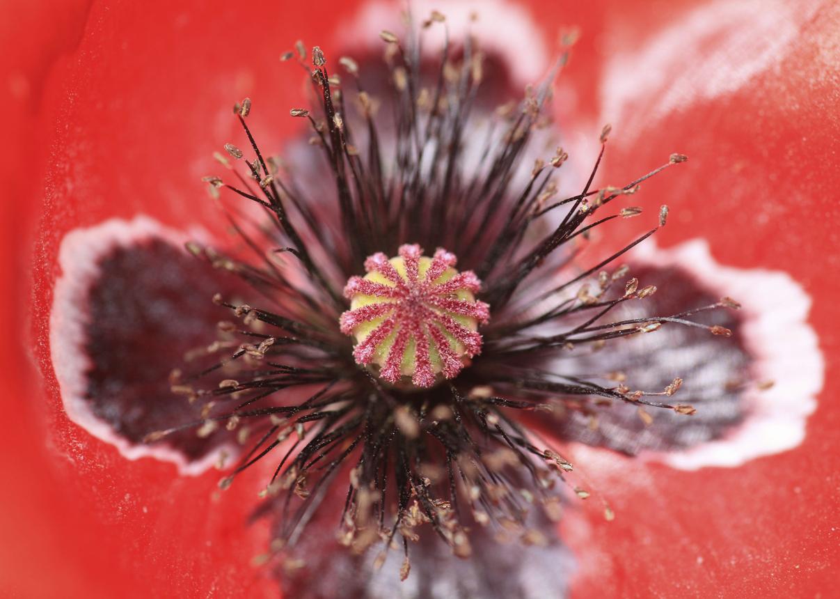 Coquelicot