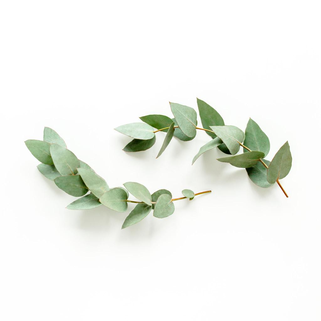Eucalyptus