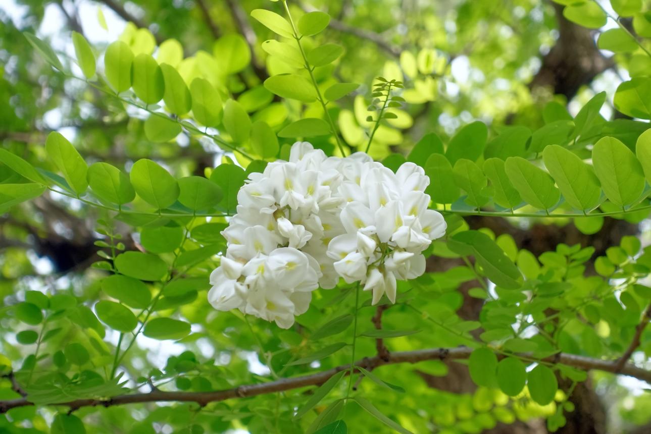 Fleur d'acacia