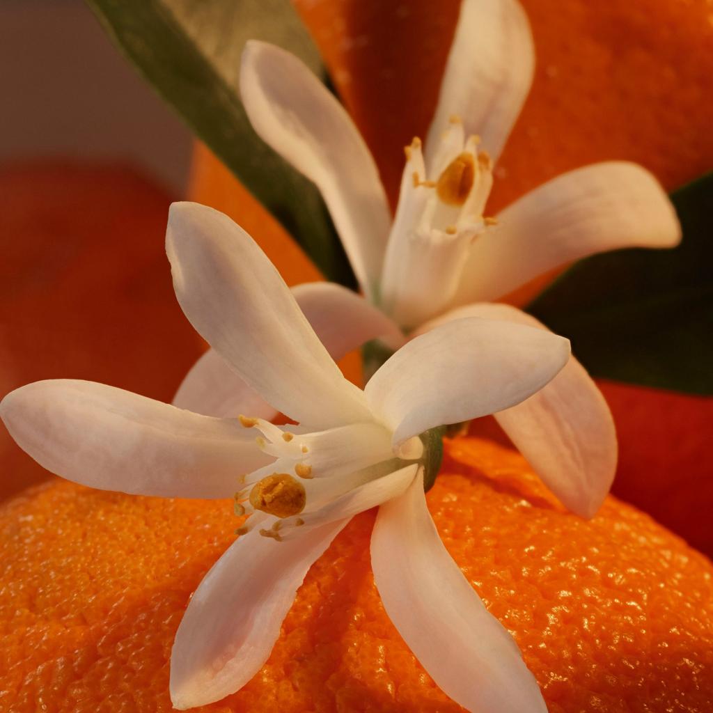 Fleur d'oranger