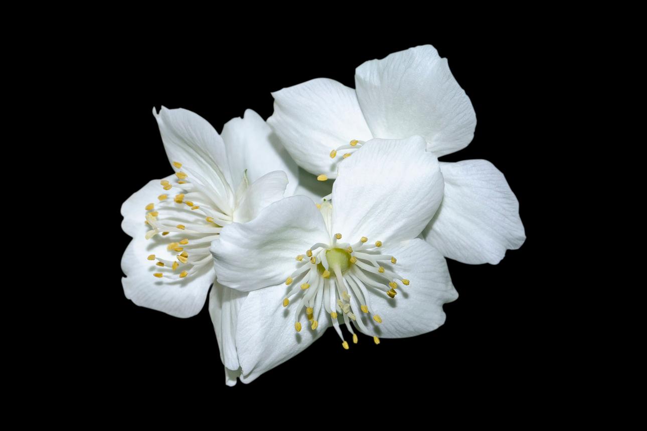 Jasmin