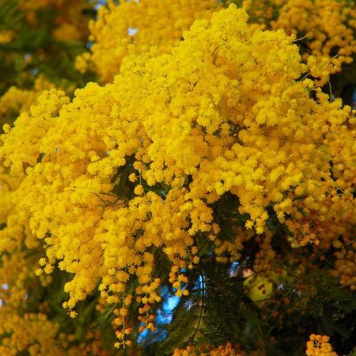 MIMOSA